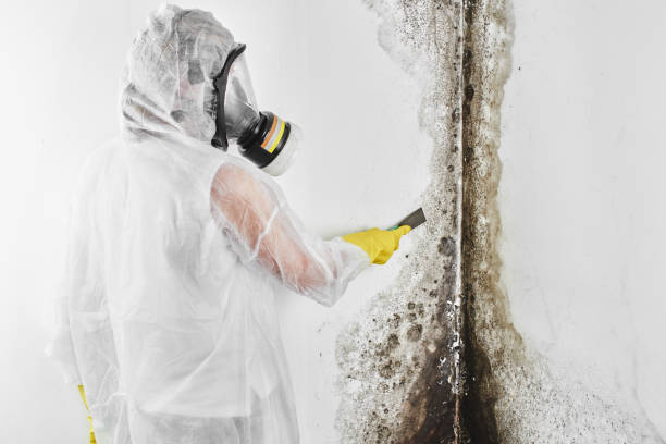 Best White Mold Remediation in Eldorado, TX