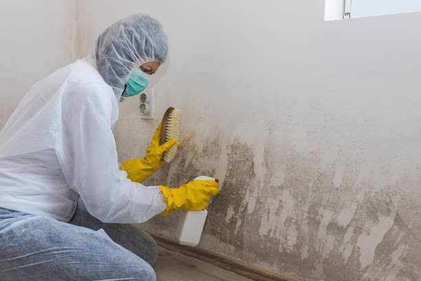 Trusted Eldorado, TX Mold Remediation Experts