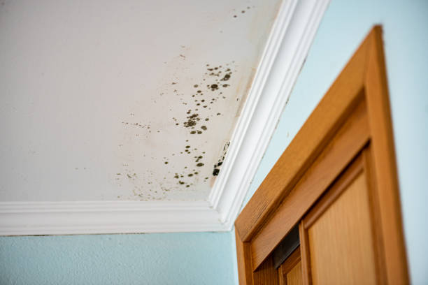 Best Black Mold Remediation in Eldorado, TX