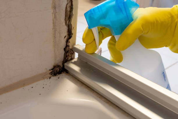 Best Basement Mold Remediation in Eldorado, TX
