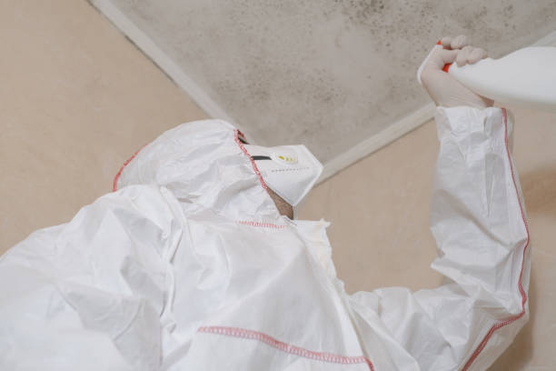 Best Mold Remediation for Schools in Eldorado, TX