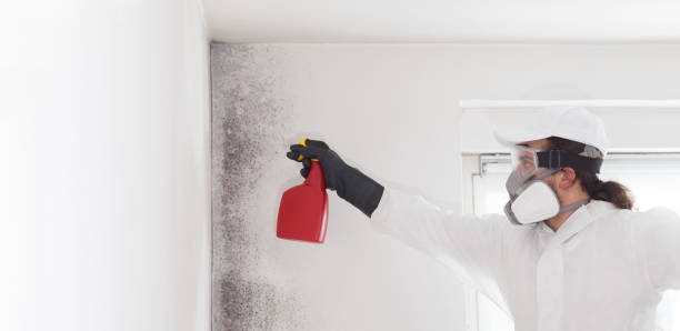 Best Health and Safety Mold Remediation in Eldorado, TX