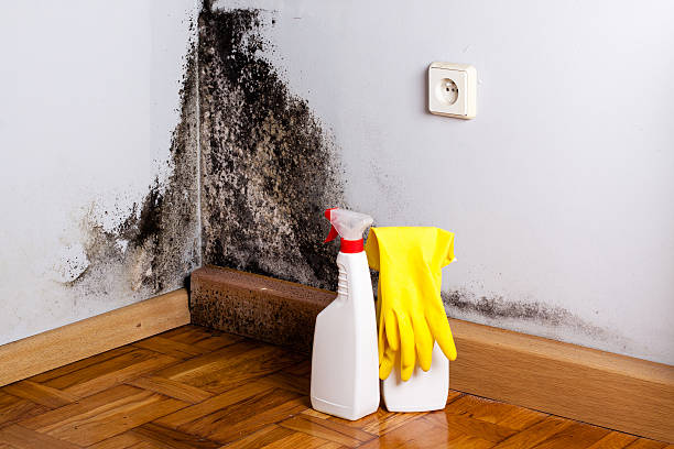 Best Residential Mold Remediation in Eldorado, TX