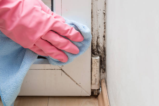 Best Mold Remediation for Specific Building Types in Eldorado, TX