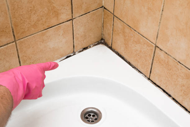 Best Attic Mold Remediation in Eldorado, TX